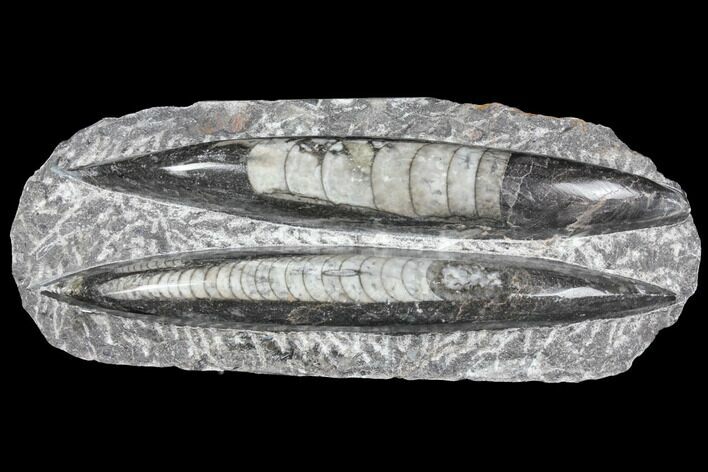 Polished Orthoceras (Cephalopod) Fossils - Morocco #96620